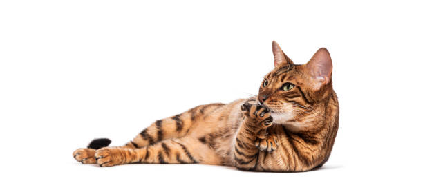 istock Toyger cat licking paw while lying on white background 2190060282