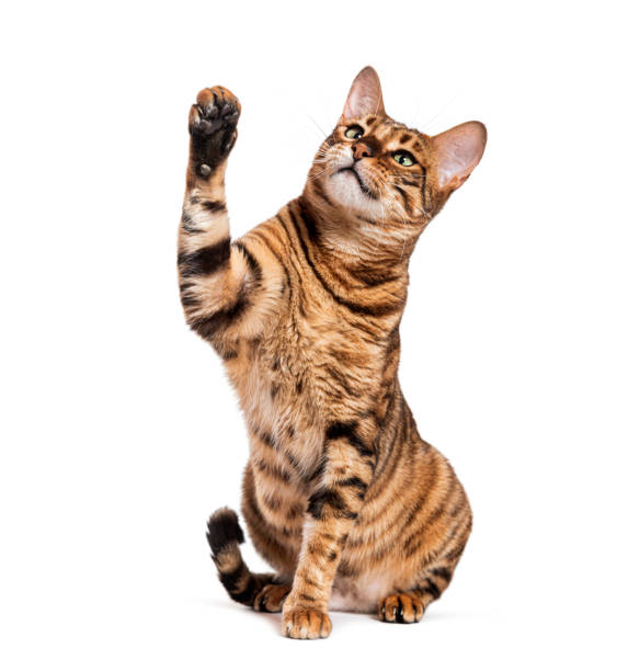 istock Toyger cat sitting and raising paw on white background 2190060312