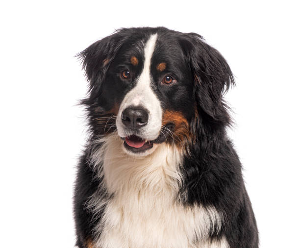 istock Bernese mountain dog smiling on white background 2190060567