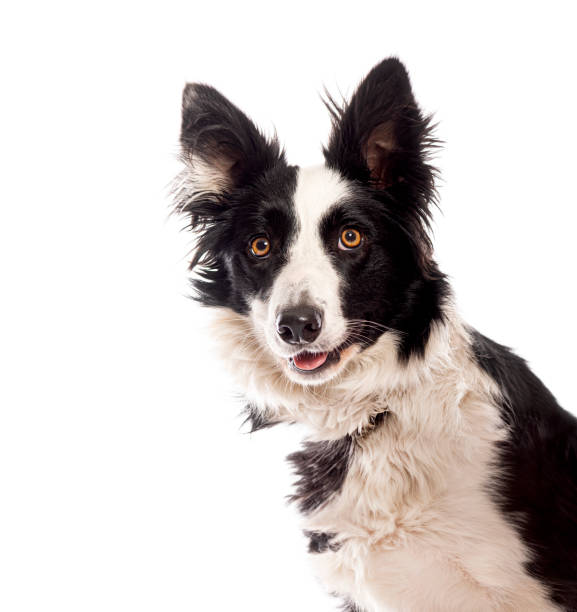 istock Border collie dog looking curious with head tilted 2190061774