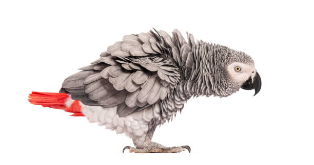istock Side view of a African Grey Parrot gets ruffled - Psittacus erithacus, in front of a white background 2190061785