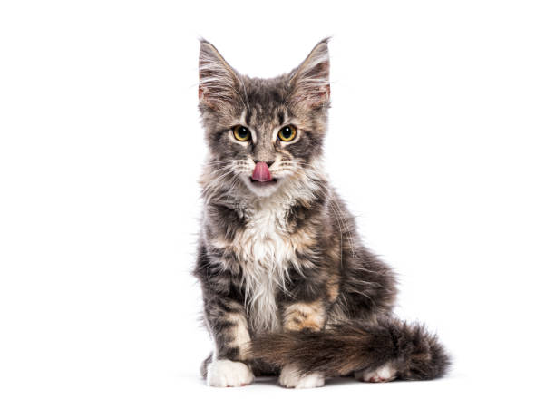 istock four months old Maine coon kitten sitting, looking at the camera and licking its lips, isolated on white 2190061802