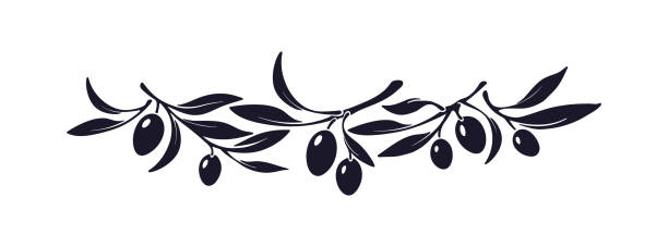 illustrazioni stock, clip art, cartoni animati e icone di tendenza di etichetta con ramo d'ulivo. impronta vettoriale olio greco frutta - oliva