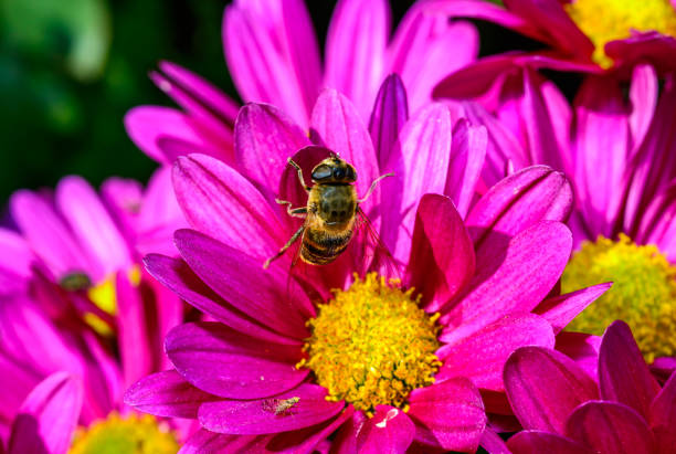 Batman hoverfly - Myathropa florea,  flower fly hoverfly collects nectar on autumn flowers Chrysanthemum in the garden