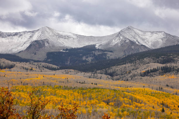 aspen trees in autumn in Colorado