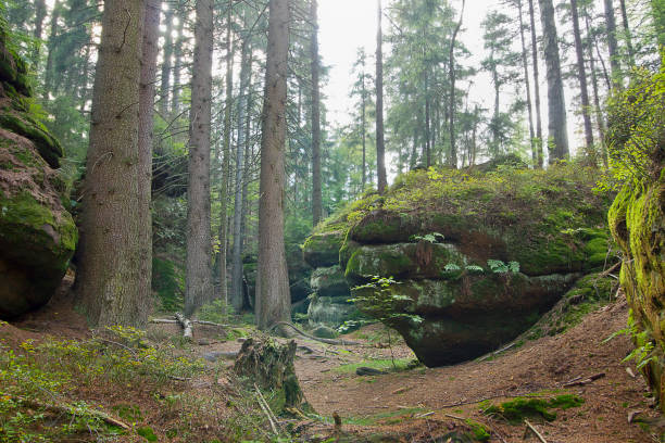istock picturesque rocks in the forest 2190066446