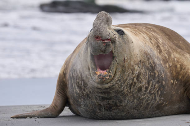 istock Male Southern Elephant Seal 2190066924