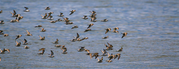 istock Flock of Shorebirds Flying Over a Tranquil Water Surface During Daylight Hours 2190069440