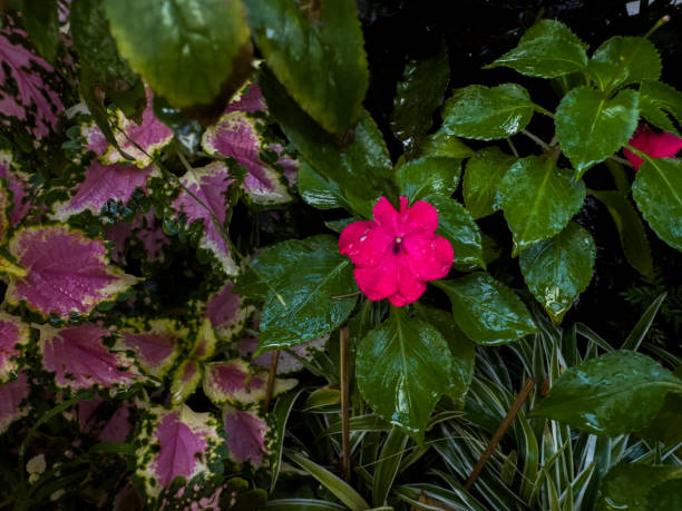 Bright pink flower with lush green leaves, surrounded by colorful variegated foliage in a garden setting.