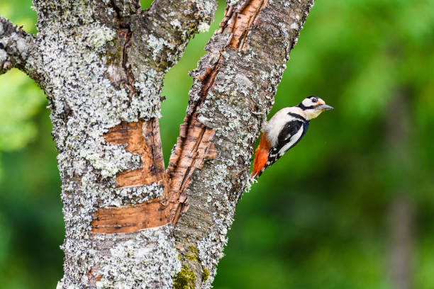 A woodpecker is seen climbing the textured bark of a tree, surrounded by lush greenery. The bird displays striking plumage and is actively foraging for insects.