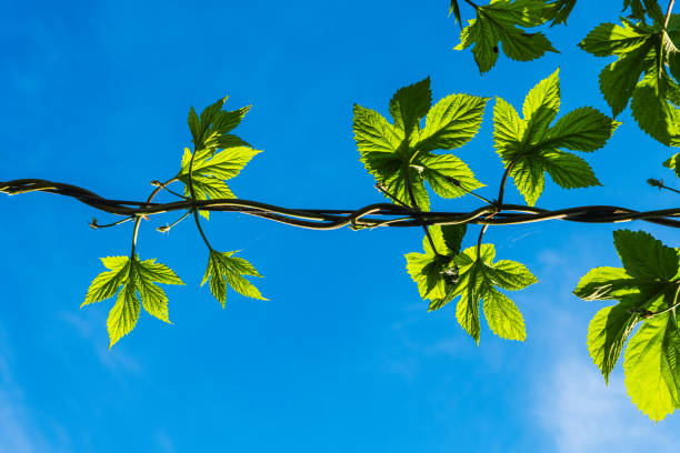 Green Leaves on Tree at Night. Cracov. Poland. No people.