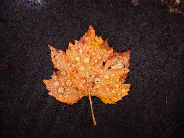 Natural dew drops on single dry falling maple leaf, isolated on the dark ground. Beautiful autumn yellow leaves, change colours to the fall season.