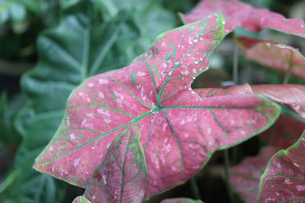 Close-up of a colorful caladium leaf showcasing vibrant pink and green hues, adorned with water droplets. Perfect for nature, gardening, and botanical themes.