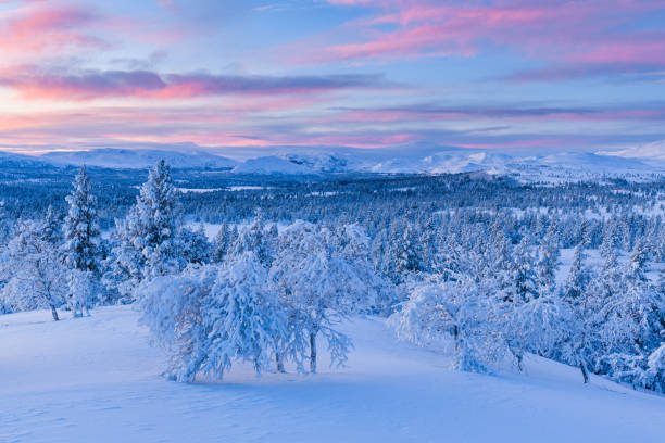 istock Norweigan winter landscape with snowcapped trees at sunset 2190072120