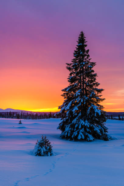 istock Snow-covered landscape features a tall evergreen tree against a vibrant sunset sky in winter wonderland setting 2190072404