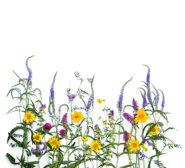 istock Wildflowers yellow, blue, pink on a white background with space for text. Top view, flat lay 2190072693