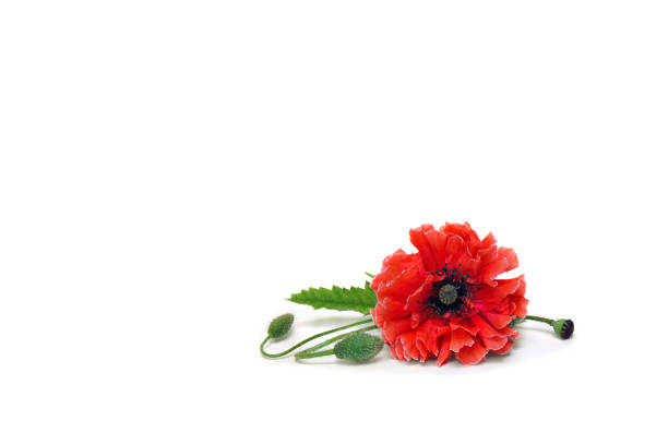 istock Flower red poppies and buds ( corn poppy, corn rose, field poppy ) on a white background with space for text 2190073408