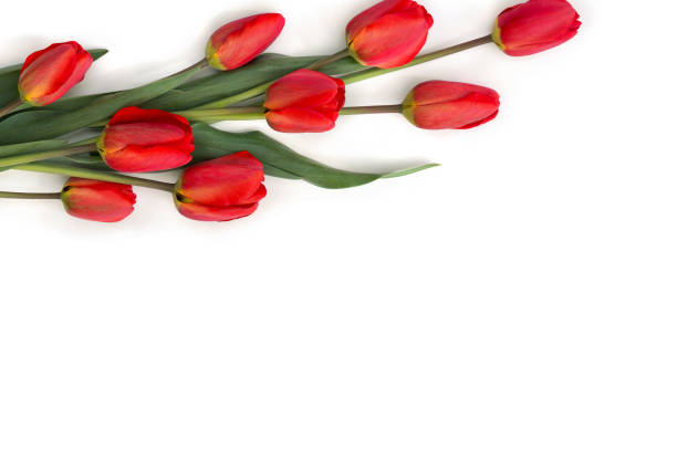 Beautiful red tulips on a white background with space for text