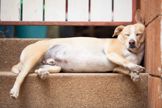 dog sleeping on stairs with head resting on wall