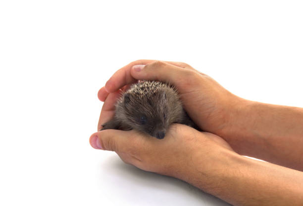 African Pygmy Hedgehog for sale