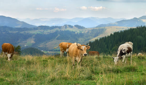istock Cows on meadow in mountains on background of cloudy sky 2190074539
