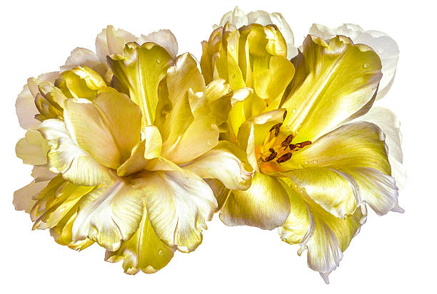 tulips  flowers  on white isolated background with clipping path. Closeup. For design. Nature.