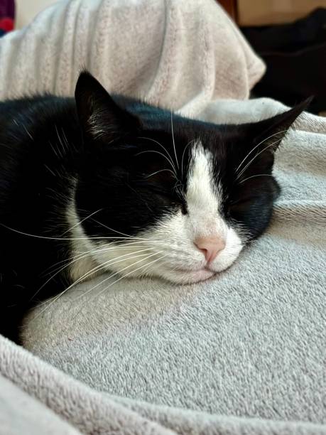 istock Cat Sleeping Peacefully on Blanket Cute Black and White Nose Whiskers Face Eyes Furry Soft Calm Sleep 2190077283