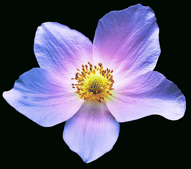 Primrose flower isolated on black  background with clipping path. Close-up . Flower on a stem.For design.