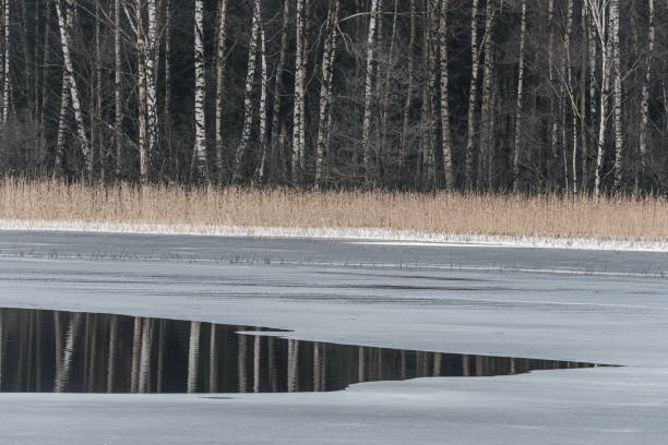 Tranquil winter forest with bare trees and frost-covered land near frozen water.