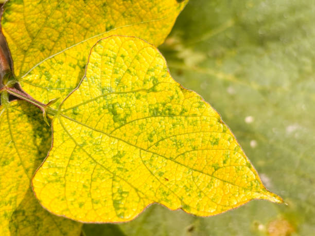 istock A leaf with yellow spots is on a green leaf 2190078138