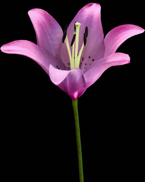 istock Lily  flower  on   black   isolated background with clipping path. Closeup. For design. Nature. 2190080425