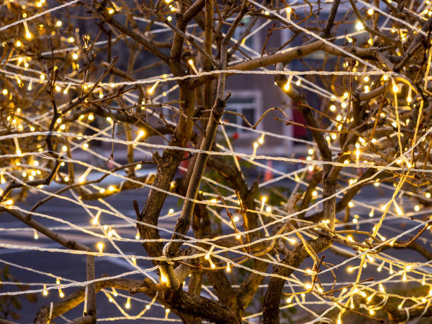 istock tree entangled with light bulb garland outdoors 2190082577