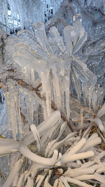 istock Spruce and pine branches covered with icicles Frozen trees in ice Winter weather 2190083501