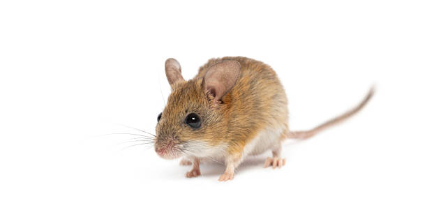 istock Spinifex hopping mouse, Notomys alexis, standing on a white background 2190084898