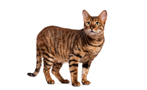 istock Toyger cat standing and looking up on white background 2190084902