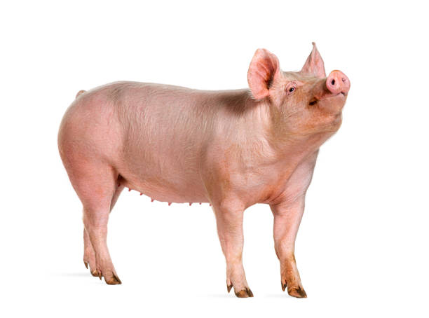 istock Side view of a Domestic pig, isolated on white 2190084945
