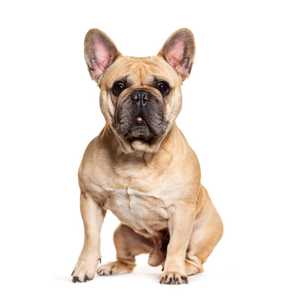 istock French Bulldog sitting and looking at the camera, isolated on white 2190085206
