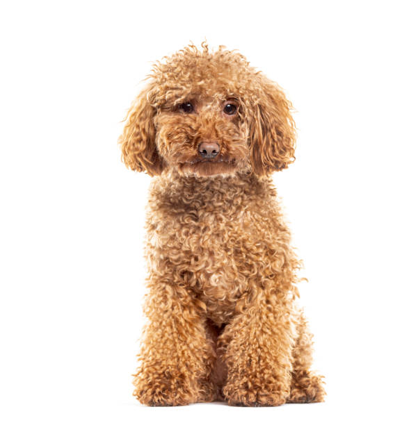 istock Adorable apricot toy poodle sitting and looking curious on white background 2190085245