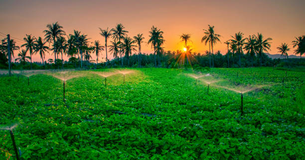 istock Water sprinkler system working in a green vegetable garden at sunset. Selective focus 2190085358