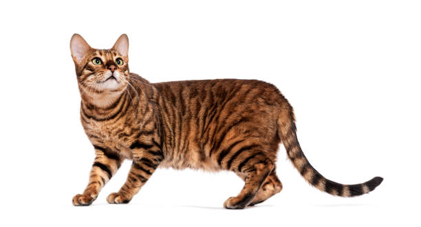 istock Toyger cat walking and looking up on white background 2190087927