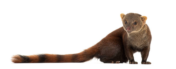 istock Ring-tailed vontsira or ring-tailed mongoos, Galidia elegans, isolated on white 2190087948