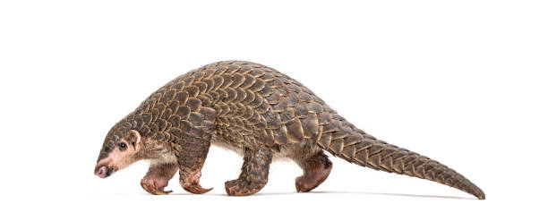 istock ika, 10 months old, Chinese pangolins (Manis pentadactyla) 2190087952