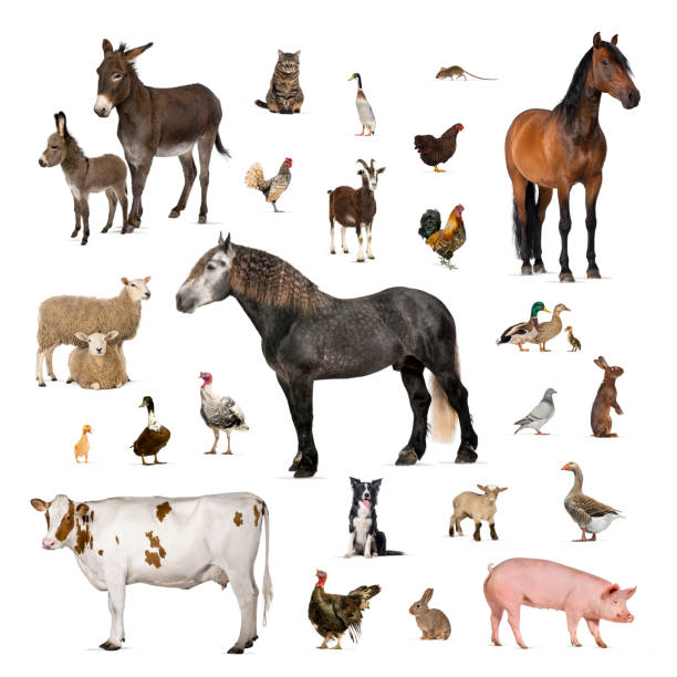 istock Large group of many farm animals standing together 2190087969