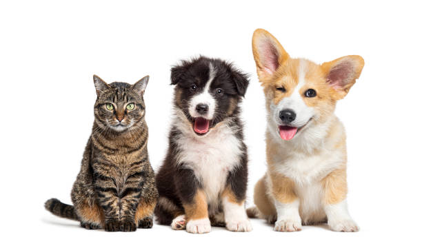istock Group of Cat and dogs posing on white background 2190087972