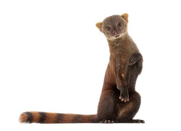 istock Ring-tailed vontsira or ring-tailed mongoos, Galidia elegans, isolated on white 2190087973