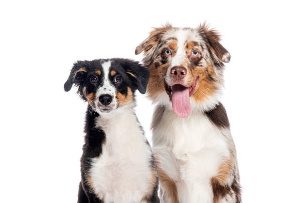 istock Australian shepherd panting and puppy posing on white background 2190088556