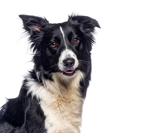 istock Border collie panting and showing tongue on white background 2190088568