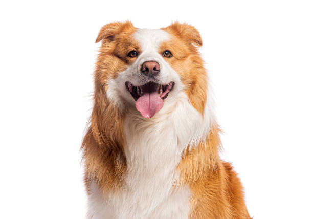 istock Border collie panting and looking happy on white background 2190088576