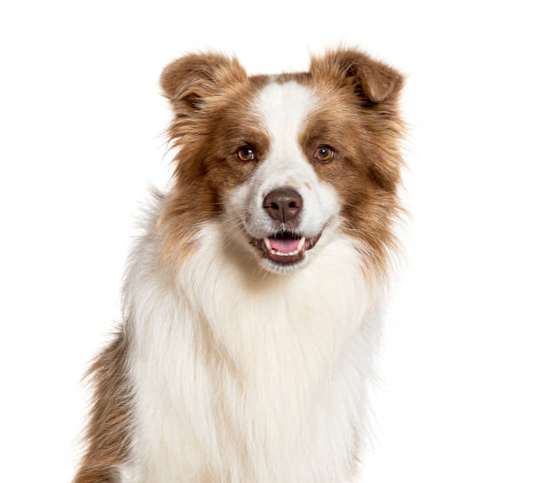 istock Border collie posing and smiling on white background 2190088580