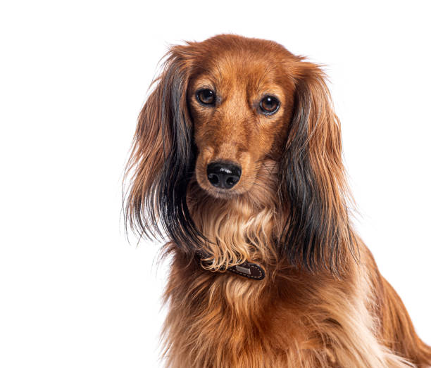istock Longhaired dachshund posing on white background 2190088589
